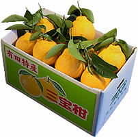 栗山園のみかん・オレンジ