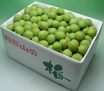 かつらぎ町の梅