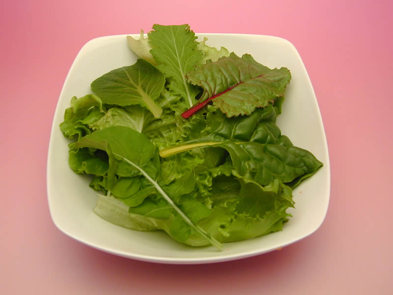 大阪府立大学植物工場レタス