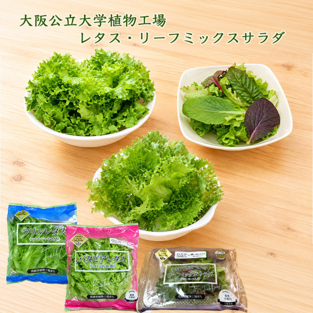 大阪公立大学植物工場レタス、リーフミックスサラダ