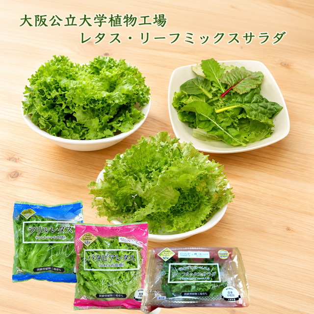 大阪公立大学植物工場レタス、リーフミックスサラダ