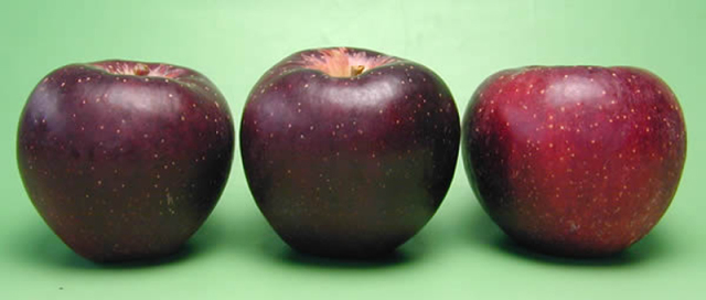 あらやファームの秋映