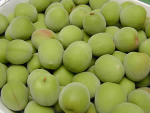 かつらぎ町の梅