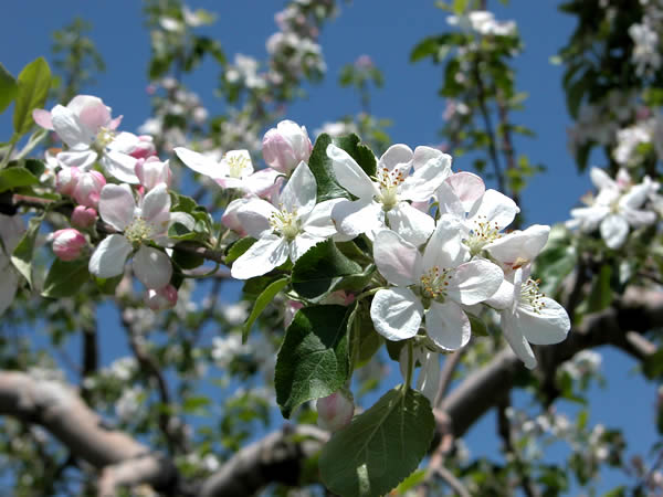 あらやファームのりんごの花