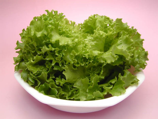 大阪府立大学植物工場 バタビアレタス(約70g) 6個（約420g）・リーフ