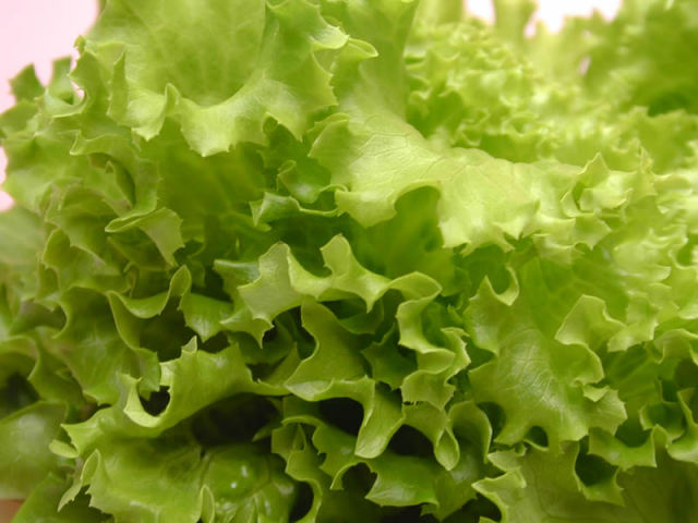大阪府立大学植物工場のレタス