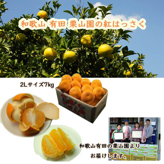 和歌山有田栗山園の紅はっさく