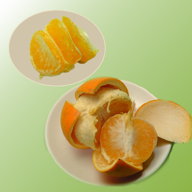 和歌山有田栗山園の紅はっさく