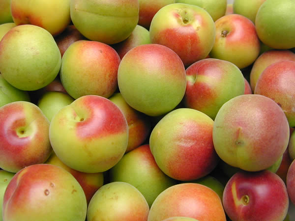 かつらぎ町の梅