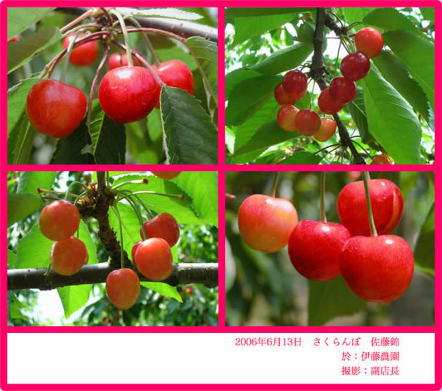 伊藤農園のさくらんぼ