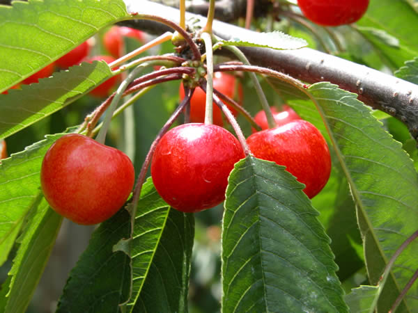 山形伊藤農園のさくらんぼ