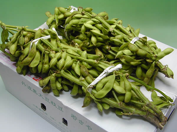 枝豆　黒豆 赤井さんの丹波黒豆枝豆 若さや 約2kg (送料無料/沖縄1000円) 枝付き