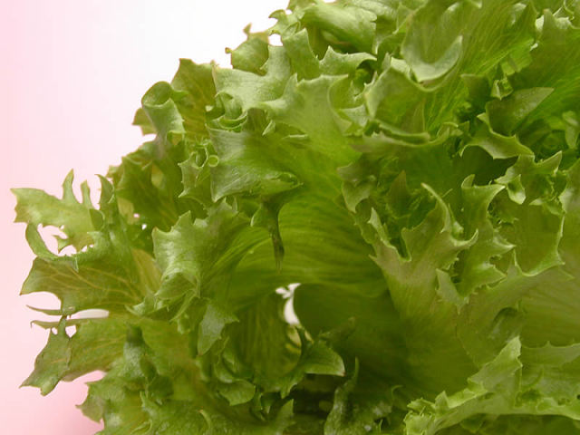 大阪府立大学植物工場のレタス