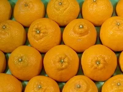 栗山園のみかん・オレンジ