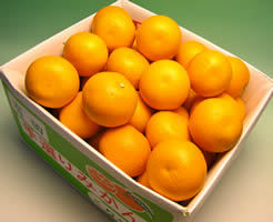 栗山園の紅はっさく