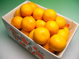 栗山園の紅はっさく