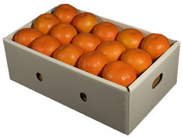 栗山園の春柑橘