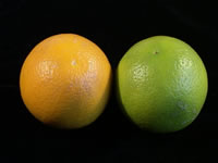 バレンシアオレンジ