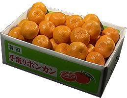 栗山園のポンカン Mサイズ 5kg (送料無料/沖縄は1000円) 丸くて可愛い