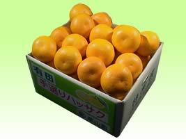 栗山園の紅はっさく