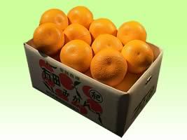 栗山園の紅はっさく