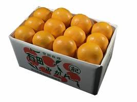 栗山園の春柑橘