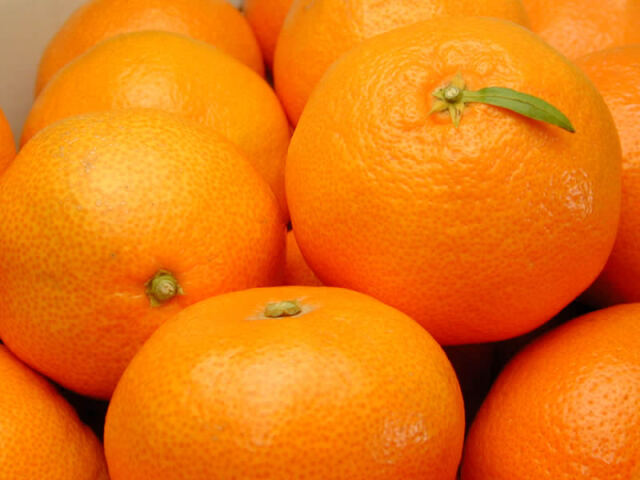 栗山園の有田みかん宮川早生