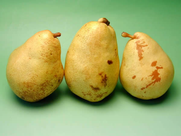 マルゲリットマリーラ