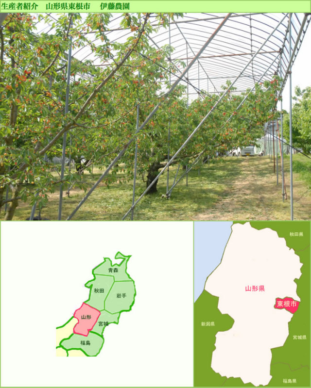 山形伊藤農園紹介