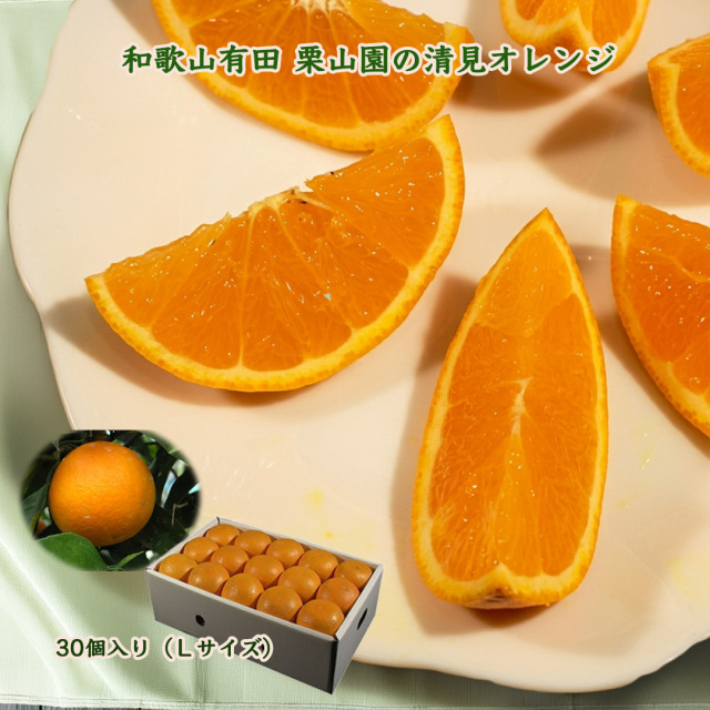 和歌山有田栗山園の清見オレンジ