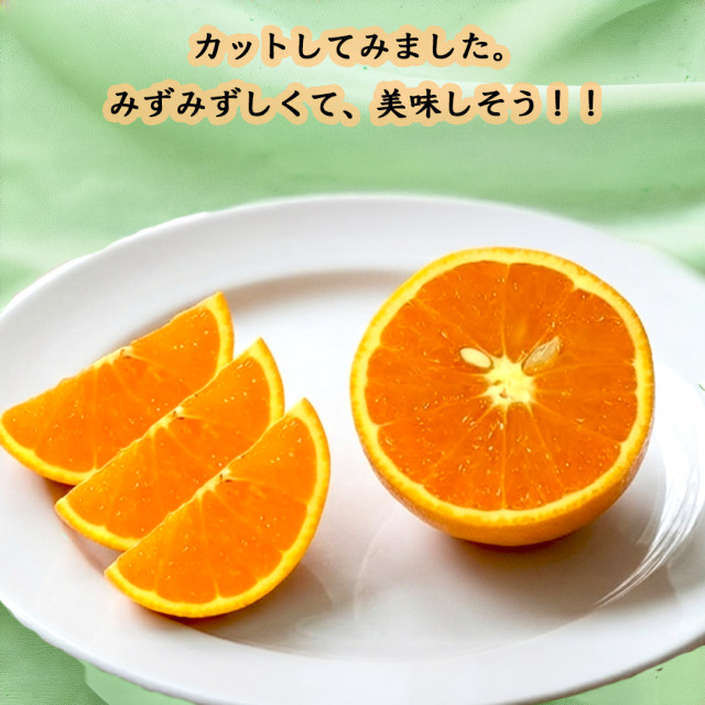 栗山園の清見オレンジLサイズ 5kg送料無料/沖縄は1000円 栗山園直送