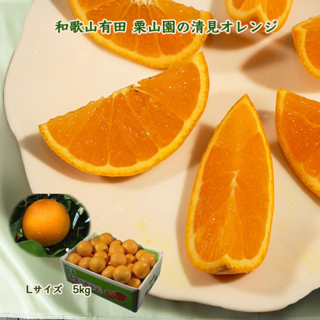 栗山園の清見オレンジLサイズ 5kg送料無料/沖縄は1000円 栗山園直送