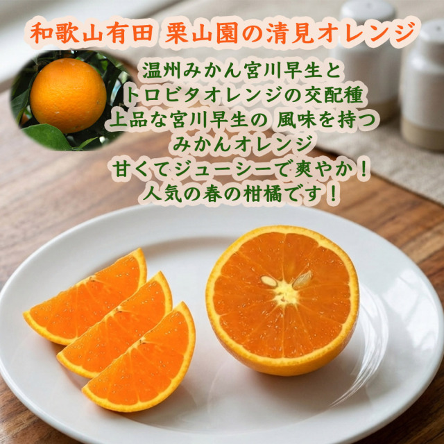 栗山園の清見オレンジLサイズ 5kg送料無料/沖縄は1000円 栗山園直送
