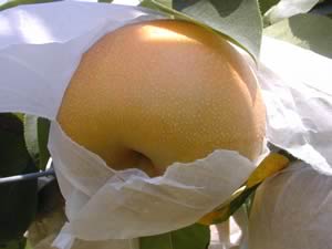 中谷農園の梨　幸水