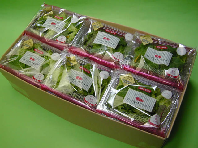 大阪府立大学植物工場レタス