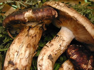 工藤さんの白神まつたけ 75600円 【送料無料】