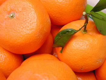 栗山園の有田みかん