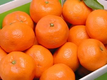栗山園の有田みかん