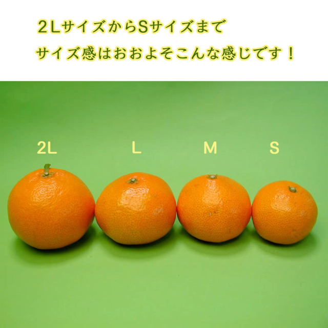 栗山園の有田みかん 宮川早生 10kg Sサイズ【送料無料（沖縄は1000円