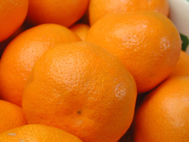 栗山園の有田みかん宮川早生