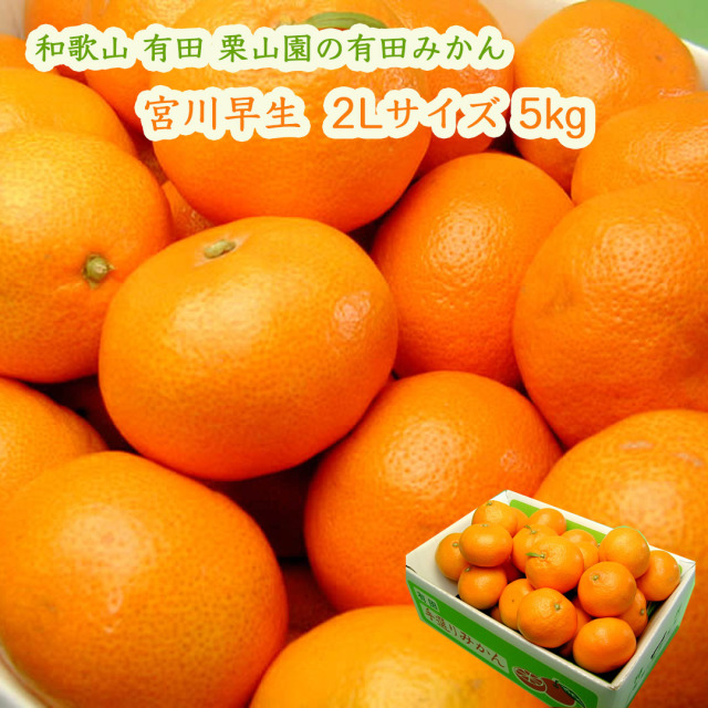 栗山園の有田みかん宮川早生