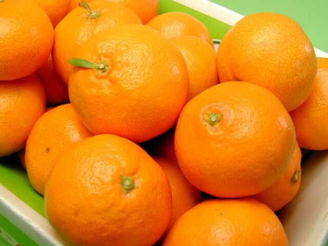 栗山園の有田みかん宮川早生