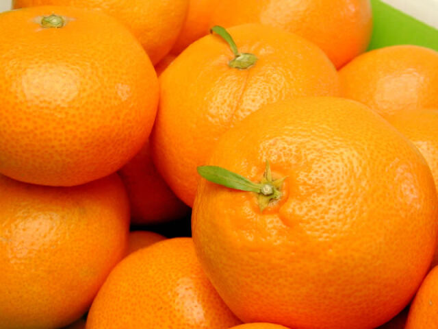 栗山園の有田みかん宮川早生