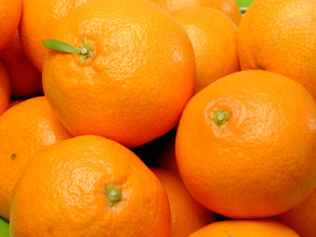 栗山園の有田みかん宮川早生