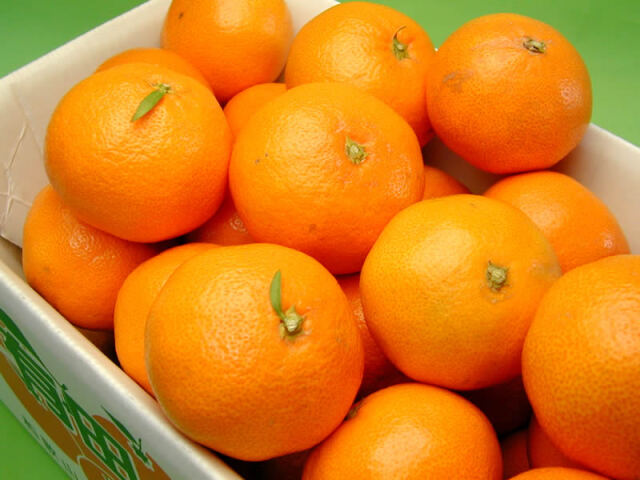 栗山園の有田みかん宮川早生