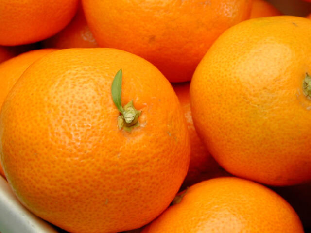 栗山園の有田みかん宮川早生