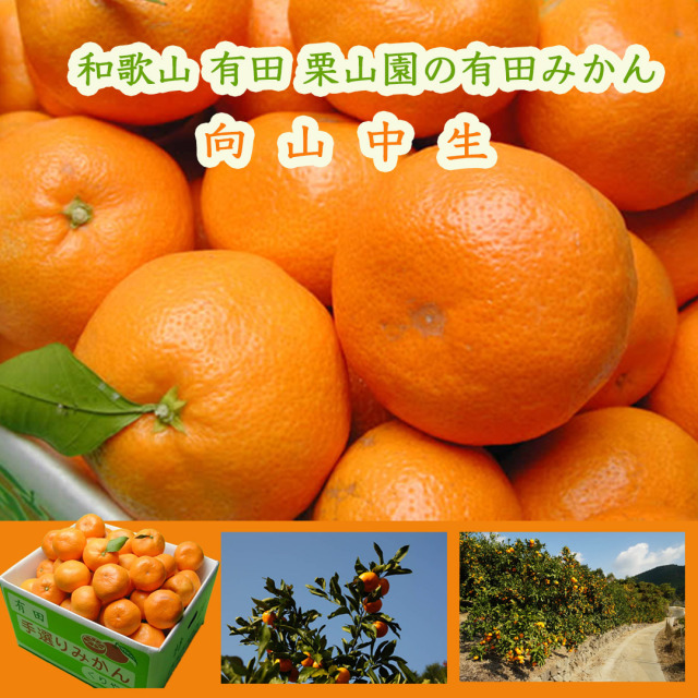 栗山園の有田みかん 向山中生 Mサイズ 7.5kg 送料無料(沖縄は1000円