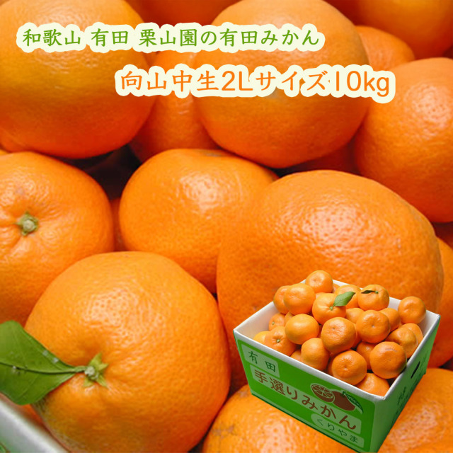 栗山園の有田みかん向山中生