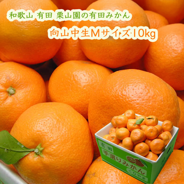 栗山園の有田みかん 向山中生 Mサイズ 10kg 送料無料(沖縄は1000円) お