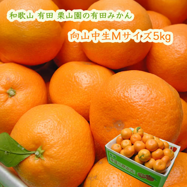 栗山園の有田みかん向山中生